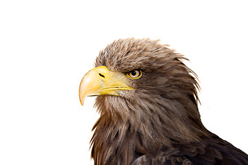 Image showing Big Sea Eagle (Haliaeetus albicill)