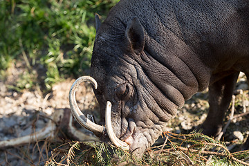 Image showing North Sulawesi babirusa