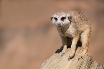 Image showing meerkat or suricate