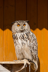 Image showing Eurasian Eagle Owl (Bubo bubo)