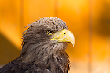 Image showing Big Sea Eagle (Haliaeetus albicill)