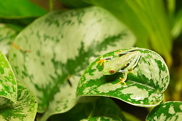 Image showing Red eyed frog Agalychnis callidryas