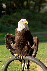 Image showing Bald Eagle (Haliaeetus leucocephalus)