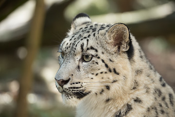 Image showing snow leopard, Irbis Uncia uncia