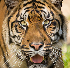 Image showing Sumatran Tiger, Panthera tigris sumatrae