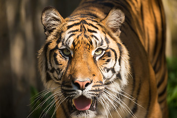 Image showing Sumatran Tiger, Panthera tigris sumatrae