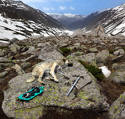 Image showing Dog sleeping on big stone with hiking equipment at sun day
