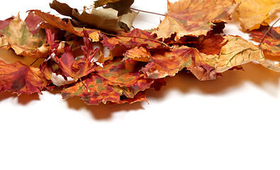 Image showing Autumn multicolor maple leafs