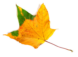 Image showing Autumn multicolor maple-leaf