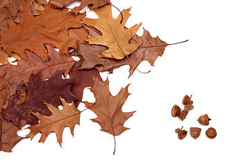 Image showing Autumn dried leafs of oak and acorns