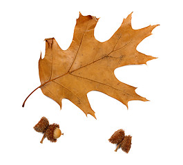 Image showing Autumn dried leaf of oak and acorns