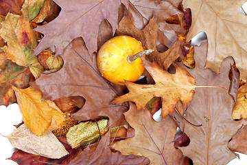Image showing Small decorative pumpkins on autumn dry leafs