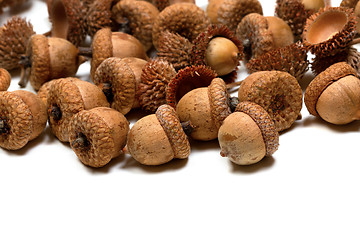 Image showing Autumn oak acorns on white