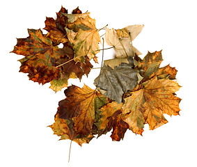 Image showing Autumn dry maple leafs