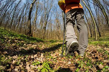 Image showing Male hiker walking in the forest