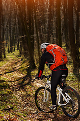 Image showing Cyclist Riding the Bike on a Trail in Summer Forest