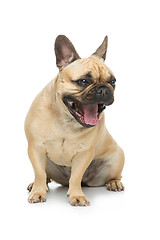 Image showing Beautiful french bulldog dog