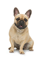 Image showing Beautiful french bulldog dog