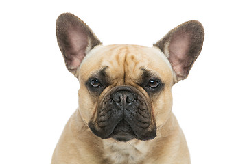 Image showing Beautiful french bulldog dog