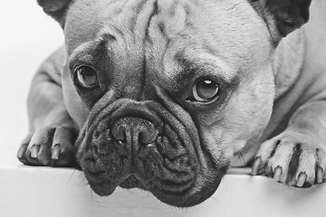 Image showing Beautiful french bulldog dog