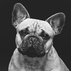 Image showing Beautiful french bulldog dog