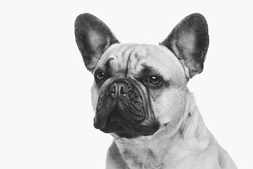 Image showing Beautiful french bulldog dog