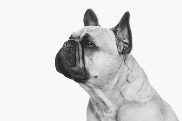 Image showing Beautiful french bulldog dog