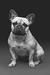 Image showing Beautiful french bulldog dog