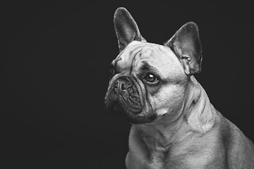 Image showing Beautiful french bulldog dog