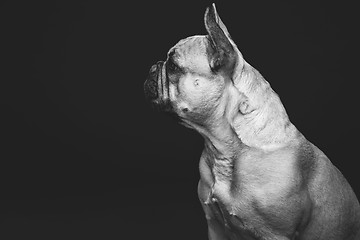 Image showing Beautiful french bulldog dog