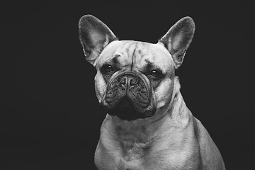 Image showing Beautiful french bulldog dog