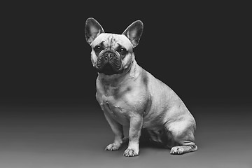 Image showing Beautiful french bulldog dog