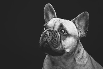 Image showing Beautiful french bulldog dog