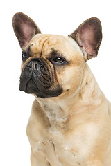 Image showing Beautiful french bulldog dog