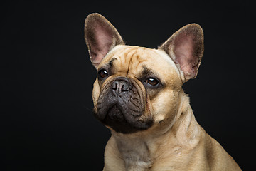 Image showing Beautiful french bulldog dog