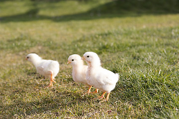 Image showing Young chicken on a meadow