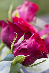 Image showing roses