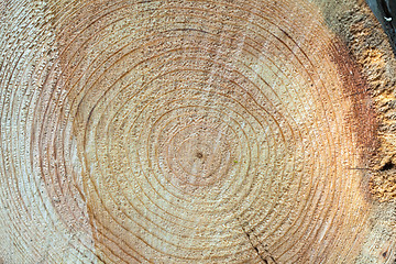 Image showing Cross section of tree stump