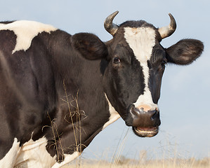 Image showing Cow Eats Hay