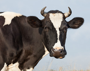 Image showing Cow Eats Hay