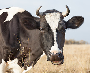Image showing Cow Eats Hay