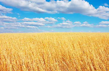 Image showing golden wheat field