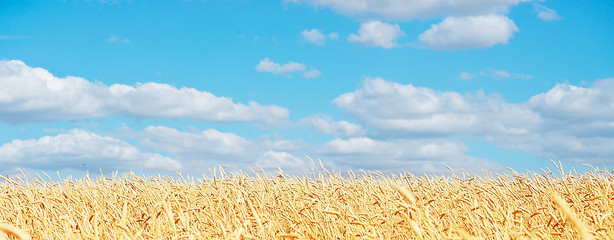 Image showing golden wheat field