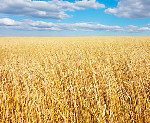 Image showing golden wheat field