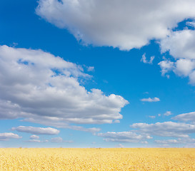 Image showing golden wheat field