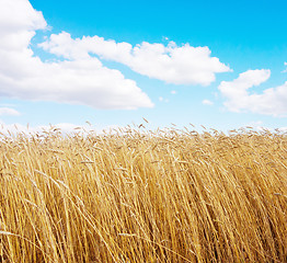 Image showing golden wheat field