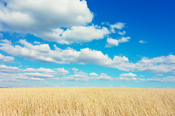 Image showing golden wheat field