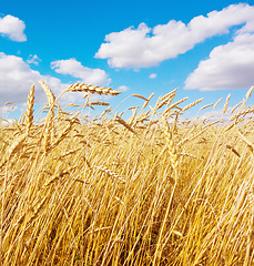 Image showing golden wheat field