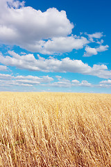 Image showing golden wheat field