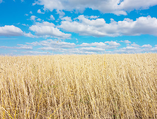 Image showing golden wheat field